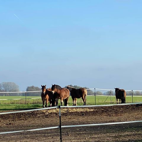 Pferde auf der Weide in Altlandsberg