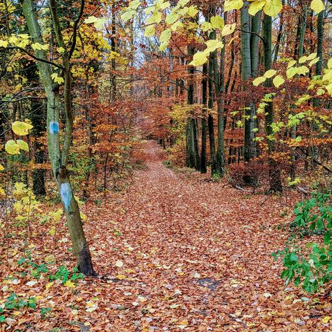 Der 66-Seenwanderweg bedeckt mit bunten Blättern im Herbst