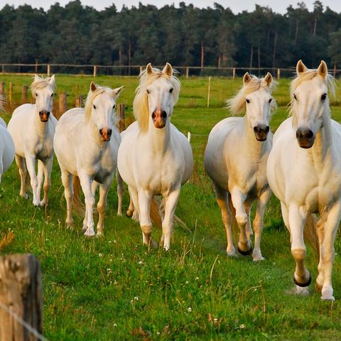Carmague Herde auf der Weide in Wesendahl